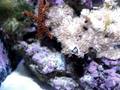 videos de 24G NANO CUBE SALTWATER TANK HQI 150 WATT