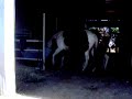 horses please leave comment horses please leave comment