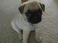 Old Pug