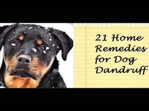 how to treat dog dandruff