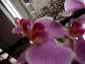orchid in thailand jungle orchid in thailand jungle