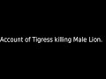 Tigress Kills male lion, Tigress vs Male Lion account.