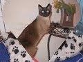 gatos en adopción