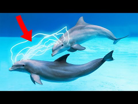 10 Animals That Are Way SMARTER Than Humans