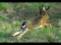 caccia2008.wmv caccia2008.wmv