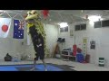 DEMONSTRATION OF BASIC HOK SAN HEAD LIFT WITH MYSELF IN TAIL & STUDENT AFTER KUNG FU CLASS. TEAM WU JIN - New site with online Lion Dance training specializing in Hok San! The first in the world! Learn all drum, cymbols, gong, Lion Movement, Pole Work, Arrangements, Tricks and competition Structure. Demonstrations from all over the world- teachings by L.S.Holloway RAW COMBAT INTERNATIONAL & Khuan Yee Lion Dance Australia. See channel for details or email holloway_ma@y7mail.com