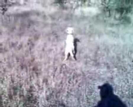 HERA a nice english setter on ...