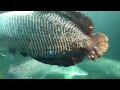 Singapore Sentosa Underwater World.mpg