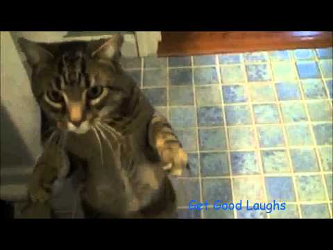 Hilarious Cat Thinks He Is A Dog