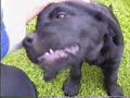 Friendly Pup