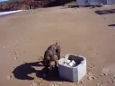 rocko el boxer playero