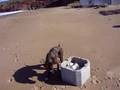rocko el boxer playero
