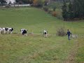 les frere yesteday avec les vaches les frere yesteday avec les vaches