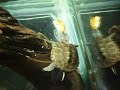 dimey eating fish (baby)
