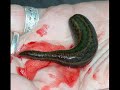 8 Most Blood Thirsty Animals! 8 Most Blood Thirsty Animals!
