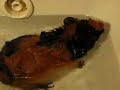 Swimming Rat... Actually Guinea Pig Swim Healthy, Swim Safely