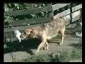 Cachorritos