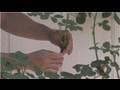 Rose Gardening : How to Graft Rose Plants