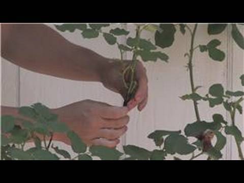 how to replant a rose stem