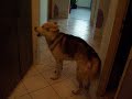 Wolfshund Wolfshund