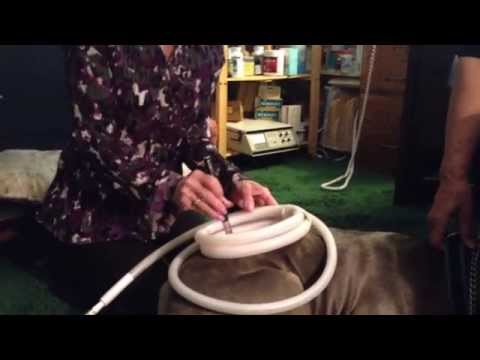 how to treat dog with a cold