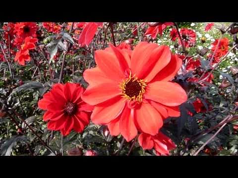 how to grow bishop of llandaff dahlia