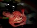 videos de Nouvel An 2009