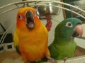 My nephews two birds, Sunny and Paulie, acting funny for the camera.