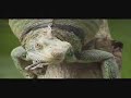 video ganaderia 8