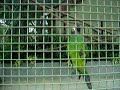 Playing Parrot