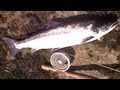videos de Where to fish in Ireland, Donegal