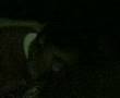 bcsf_tipsylelot