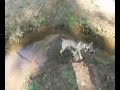 In the Creek In the Creek