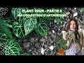 Download Plant Tour épisode 5 Ma Collection D Anthurium Mp3 Song