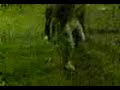 C-walk C-walk