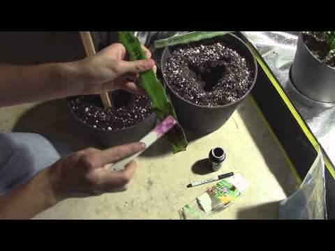 how to replant a dragon tree