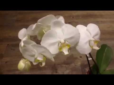 how to plant a white orchid