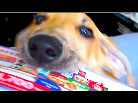 DOG PAYS THE BILLS!