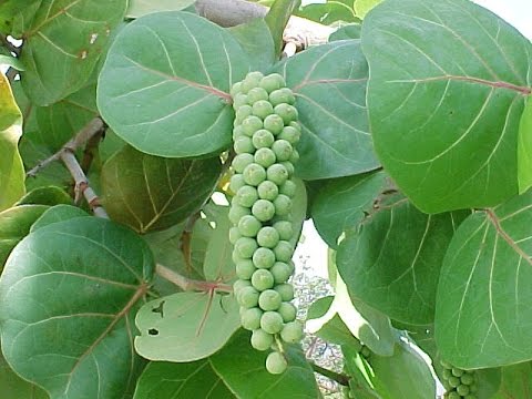 how to grow grapes in tn