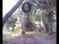One year old pitbull Jabato and the tire. Pt.2