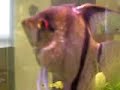S.O.S. acquario S.O.S. acquario