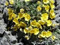 Buller Pass Slideshow - Kananaskis - Alberta - Canada