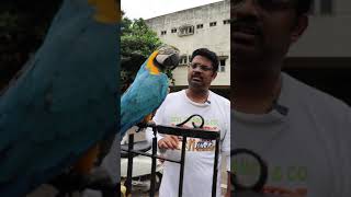 Hello Says Macaw Parrot  #macaw #parrot #shorts #p