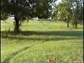 videos de COYOTE AT THE DEER STAND
