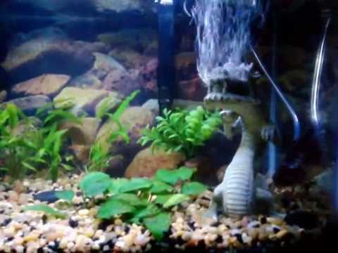 how to unclog an aquarium air stone