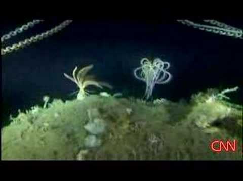 Giant Deep Sea Spiders in Antartica