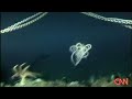 Giant Deep Sea Spiders in Antartica