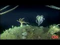 Giant Deep Sea Spiders in Antartica