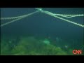 Giant Deep Sea Spiders in Antartica