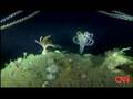 Giant Deep Sea Spiders in Antartica